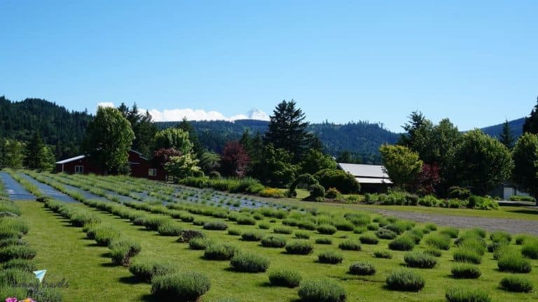 6 Best Stops on the Mount Hood Scenic Loop