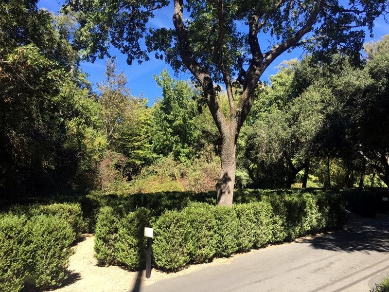 9 Best Kid-Friendly Wineries in Sonoma 4 buena vista winery hedge maze