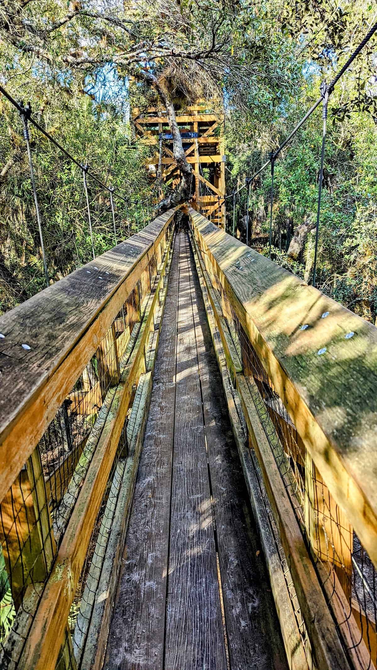 6 Best Things to Do in Sarasota 8 canopy walk Myakka State Park