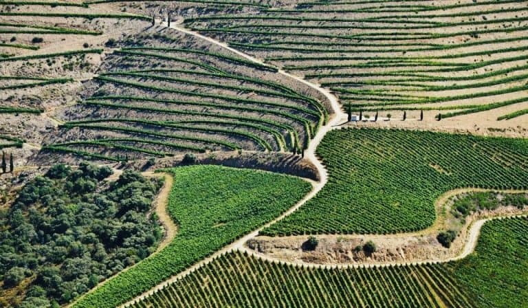 15 Fun Day Trips From Porto 4 Tiered, hilly vineyards of the Douro River Valley, a convenient day trip from Porto, Portugal.