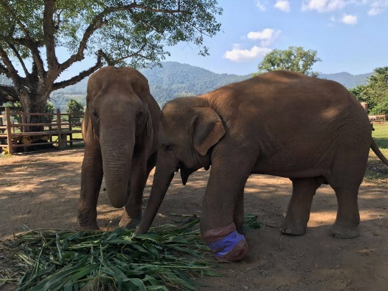 Chiang Mai Elephant Sanctuary