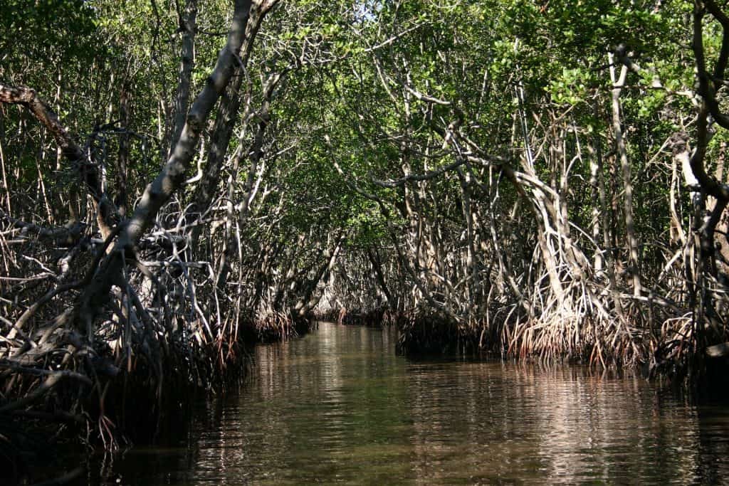 Florida mangroves in the everglades.