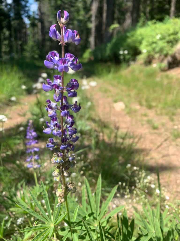 Mt Spokane State Park