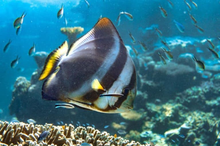 16 Best Things to do in Cairns, Australia 46 Great Barrier Reef Curious Campers