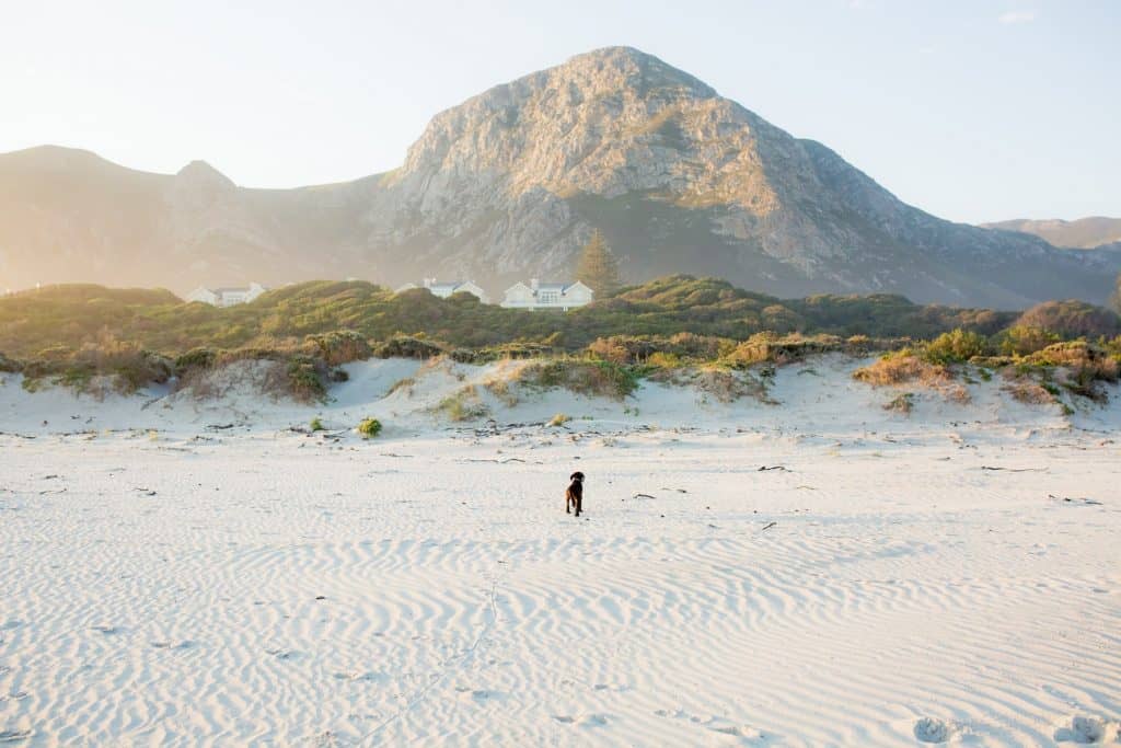 14 Amazing Things to do in Cape Town 7 Hermanus