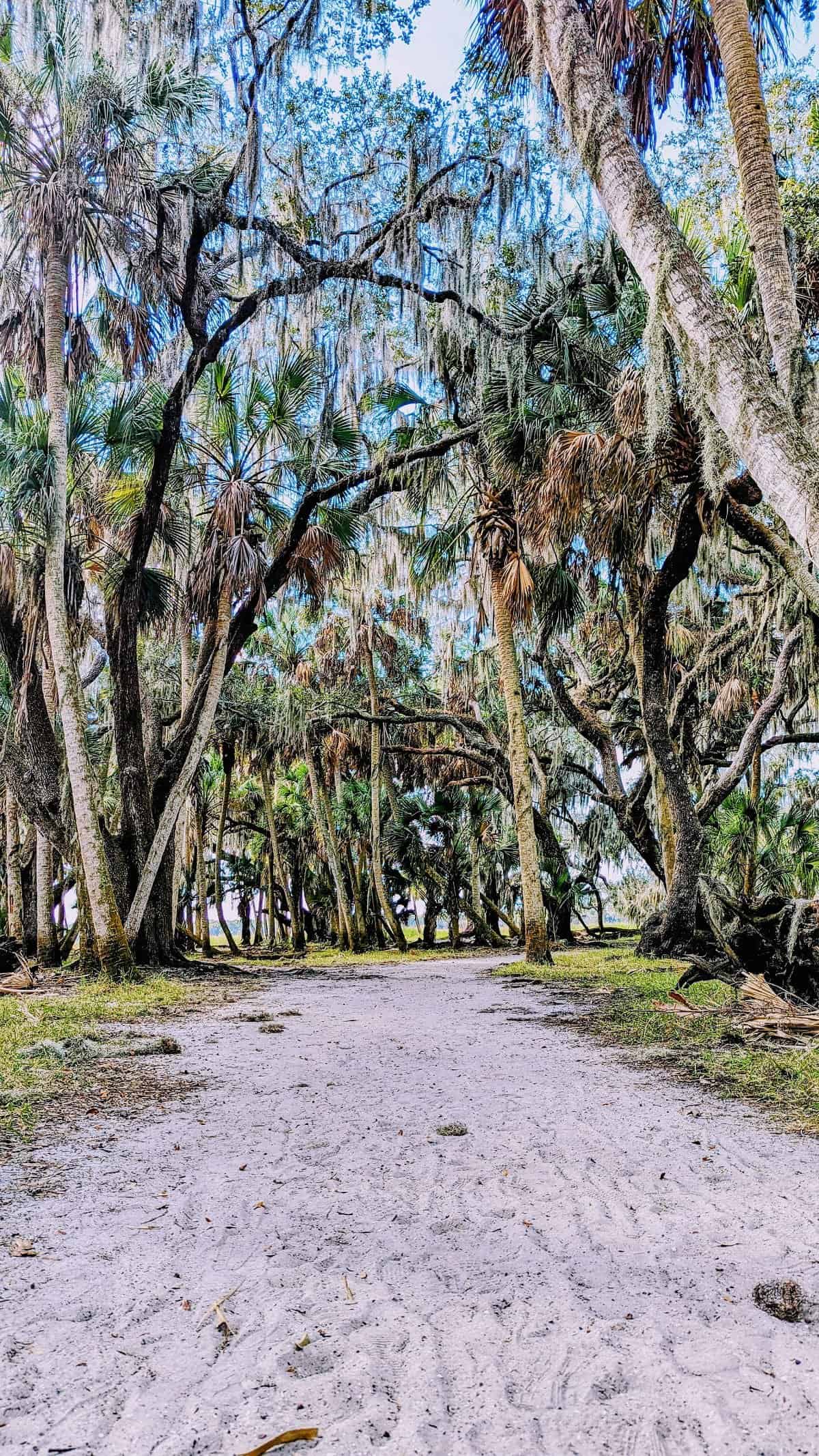 6 Best Things to Do in Sarasota 1 hikinh trail at Myakka State Park