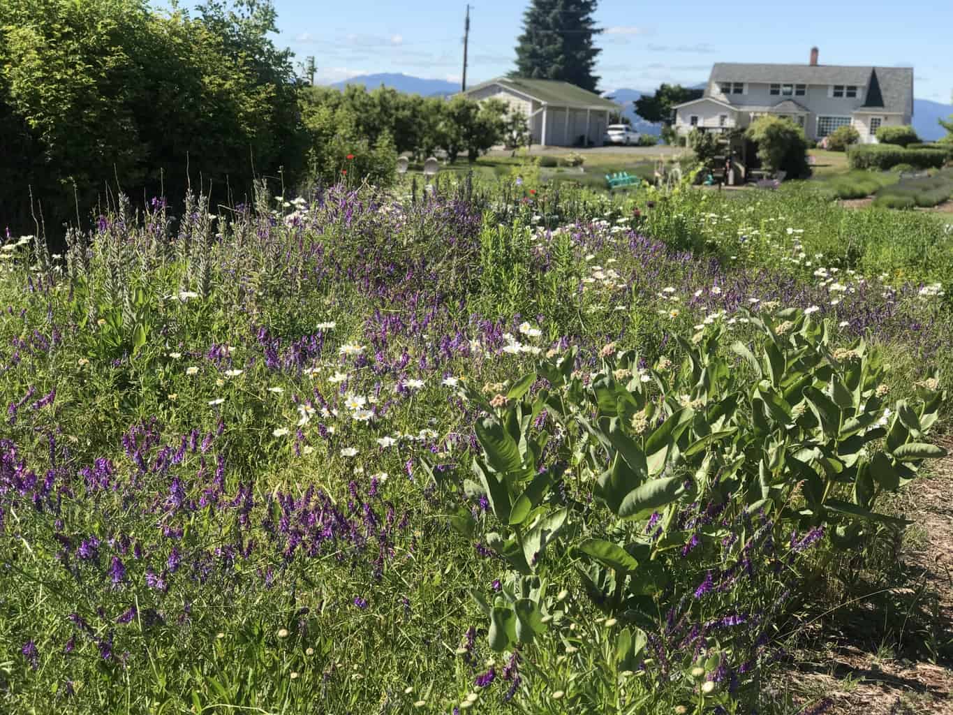 Lavender farm in Hood River