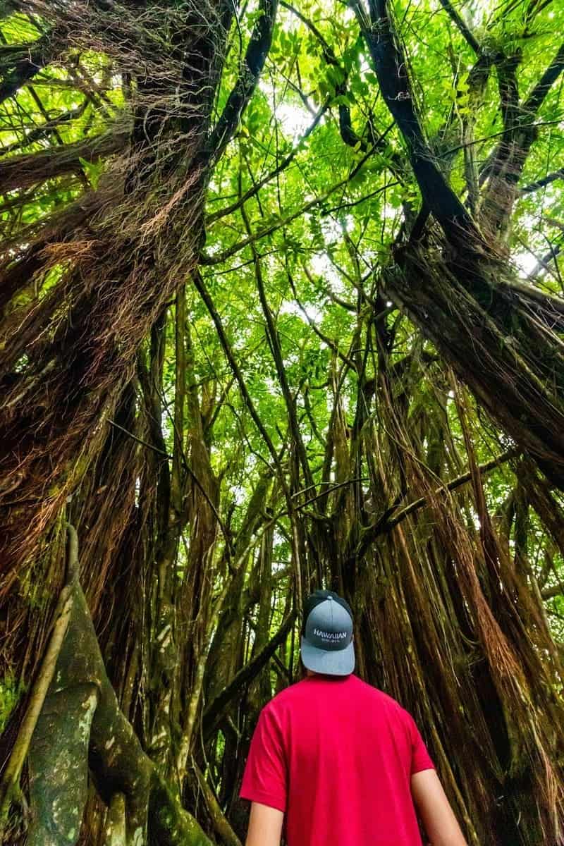 16 Best Things To Do In Kona, Big Island 4 Kona Cloud Forest