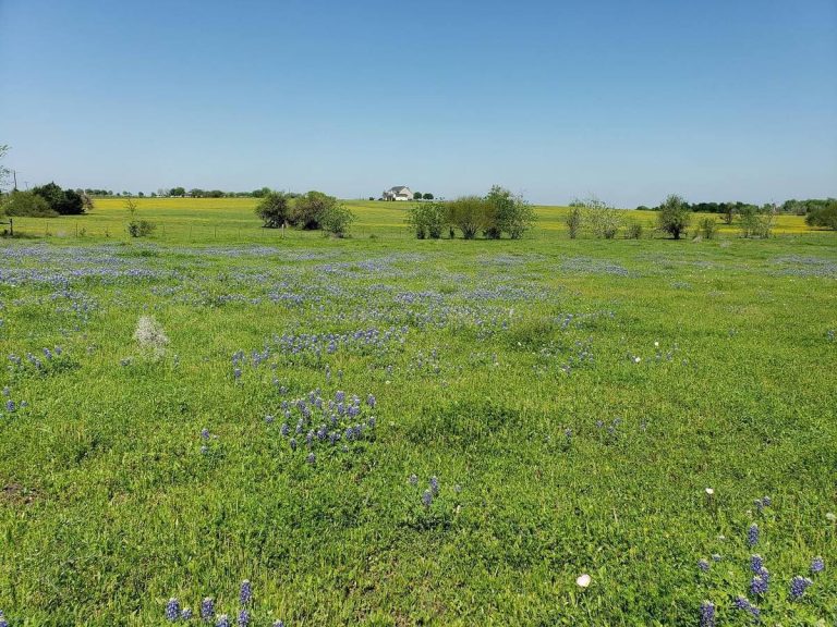 Lavender Fields in Texas: A Blooming Good Time in the Hill Country 30 Lavender Lane Farms – Chappell Hill