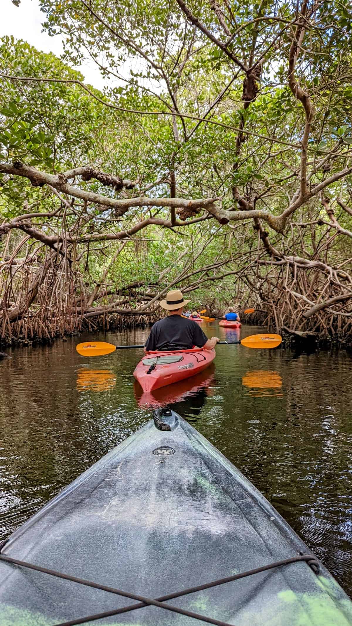 6 Best Things to Do in Sarasota 2 mangrove kayaking