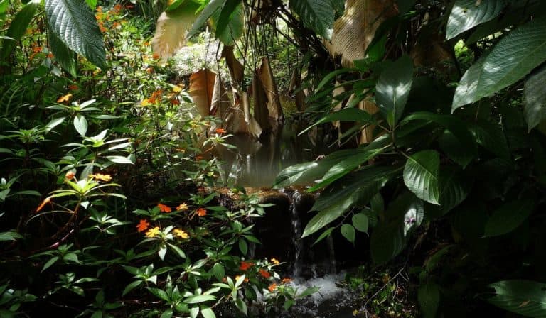 Rays of light coming through the dense trees in the Mindo cloud forest.