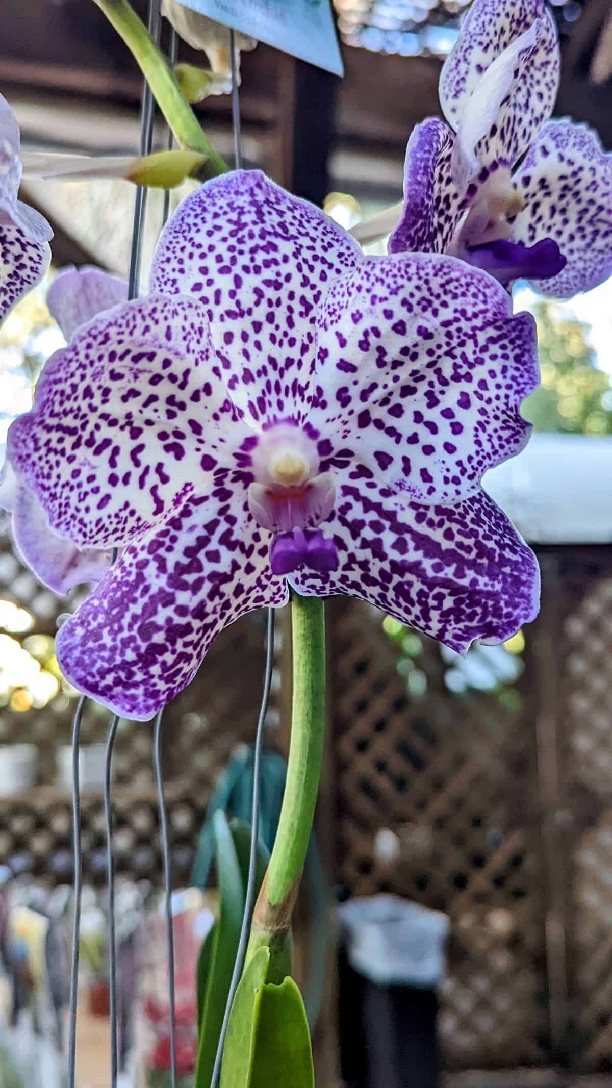 6 Best Things to Do in Sarasota 4 orchid at Marie Selby Botanical Gardens