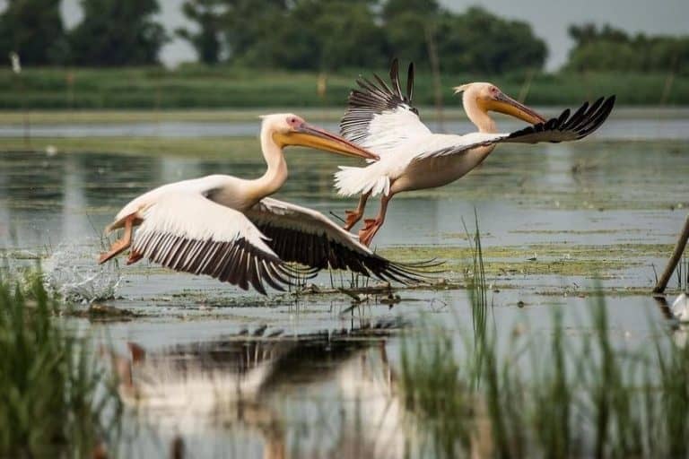 How to Spend a Relaxing Weekend at the Danube Delta 24 Pelicans taking off from the water at the Danube Delta, Romania