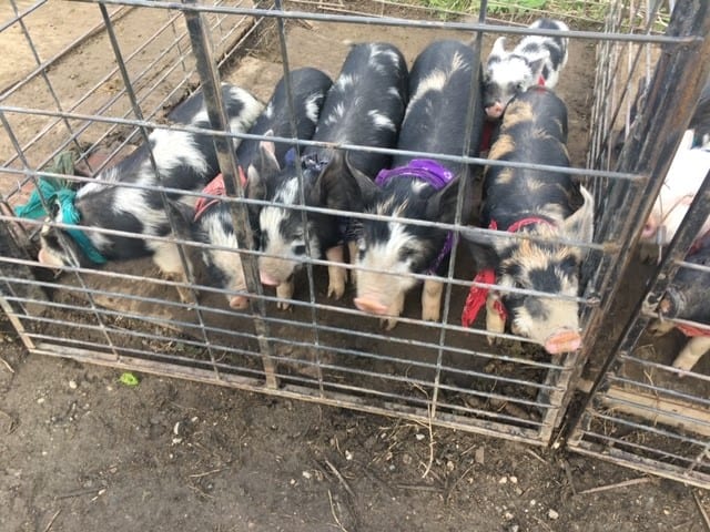 9 Things to do in Red Lodge, Montana 4 Red Lodge Pig Races