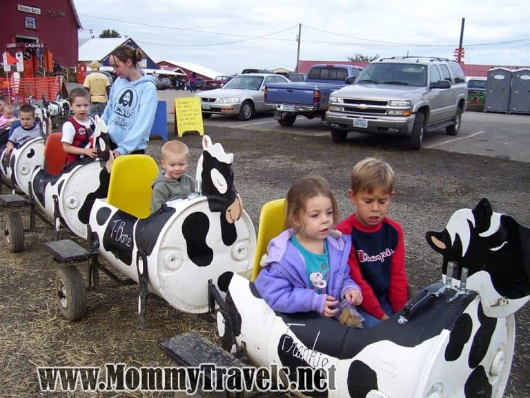 Sauvie Island Pumpkin Patch 58 Sauvie Island Pumpkin Patch cow ride
