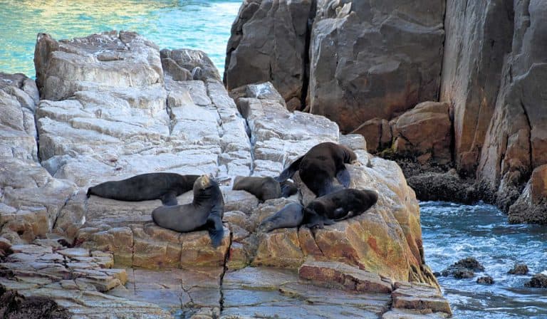 10 Fun Things To Do In Los Cabos, Mexico 16 Sea lions at Lands End