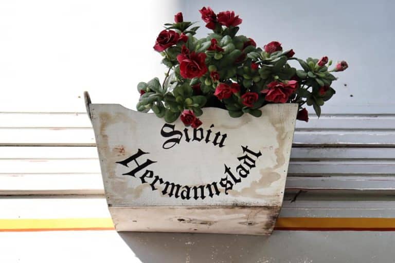 stuck abroad during the 2020 lockdown 63 White flower box with red flowers that says Sibiu Hermannstadt