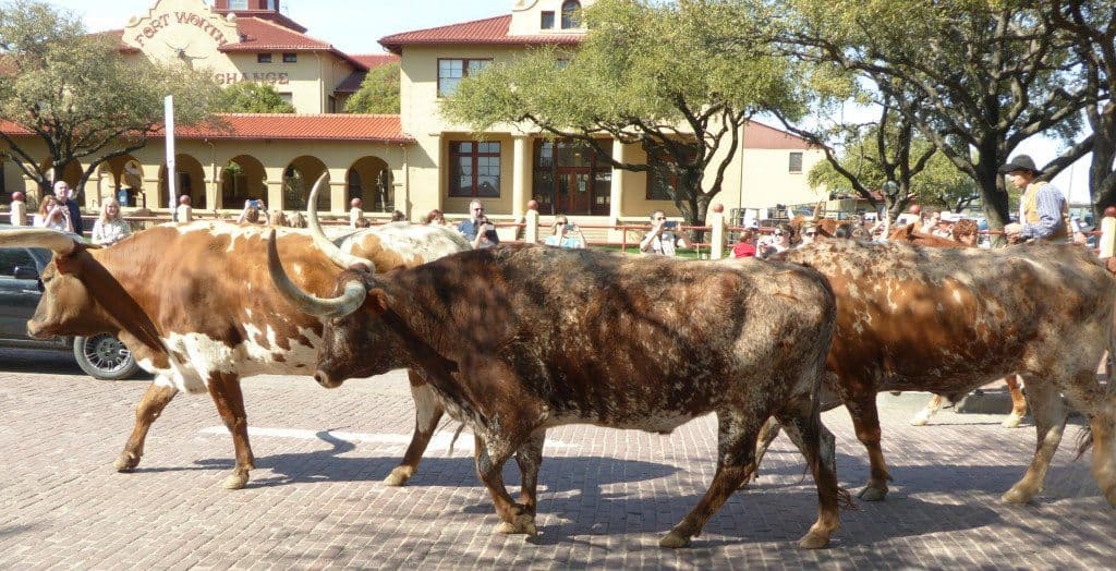 27 Kid-Friendly Activities in Fort Worth 22 Stockyard cattle drive