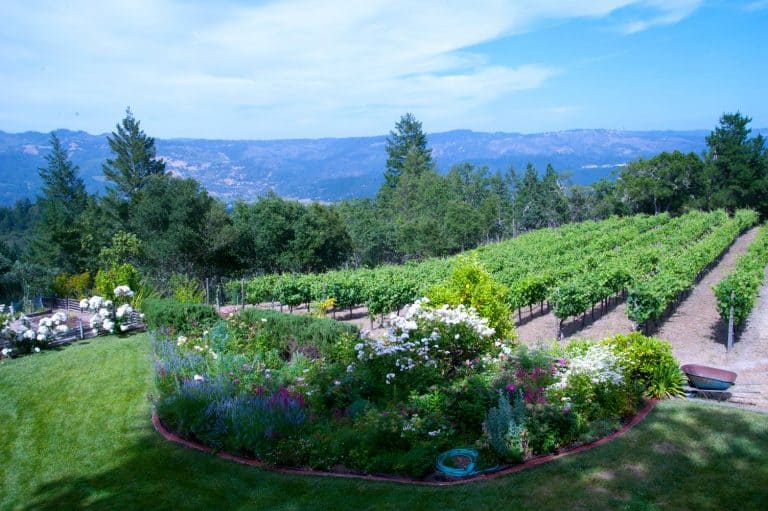 11 Best Napa Wineries for Families with Kids 1 Stony Hill Winery in Napa Valley