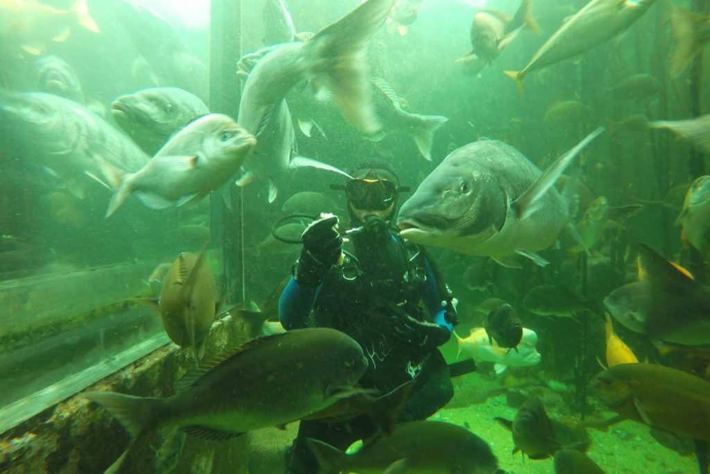 14 Amazing Things to do in Cape Town 8 two-ocean-aquarium