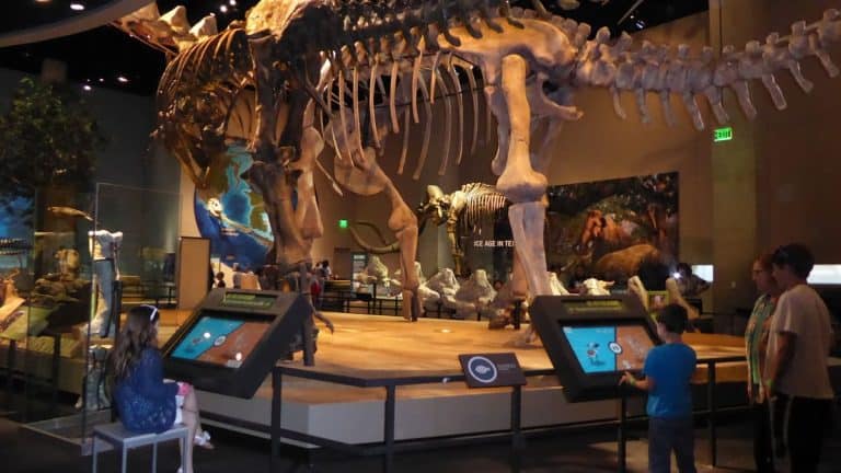 41 Things to Do in Dallas with Kids 25 Things to do in Dallas with Kids