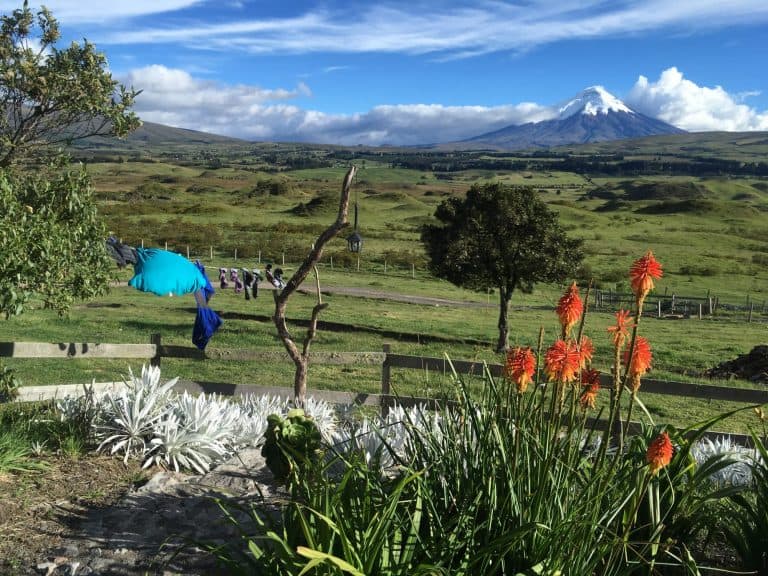 View of Cotopaxi volcano with orange flowers in the foreground and a lot of green area.