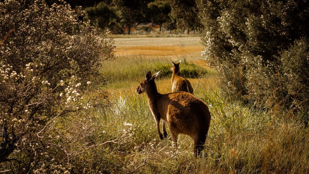 Perth Australia Family Travel Guide 5 YANCHEP NATIONAL PARK