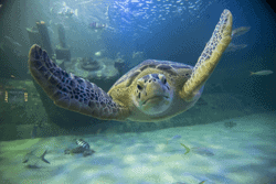 10 Things to Do in Atlantic Beach, North Carolina 4 Aquarium at Pine Knoll Shores